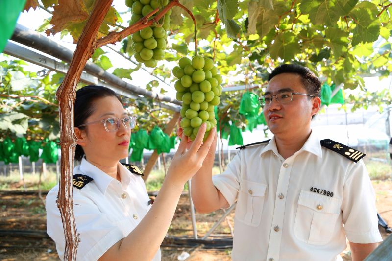 龙口“阳光玫瑰”葡萄踏上甜蜜出口路（图）