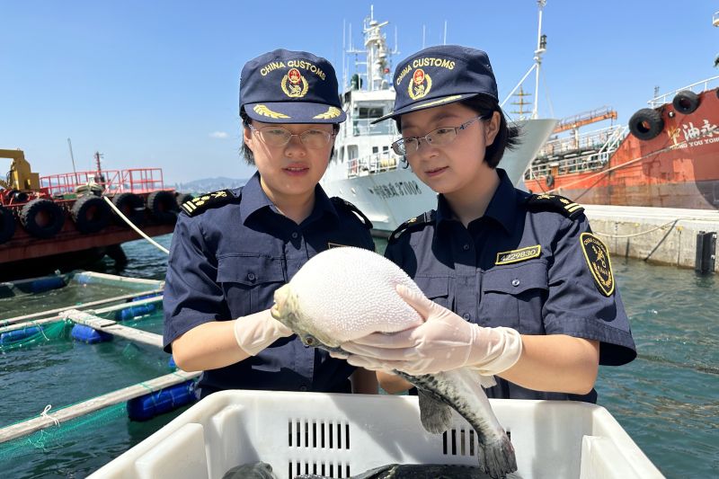 烟台河豚争“鲜”出海（图）