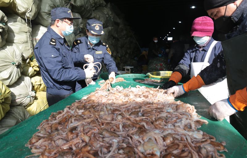 小章鱼“游”向海外餐桌（图）