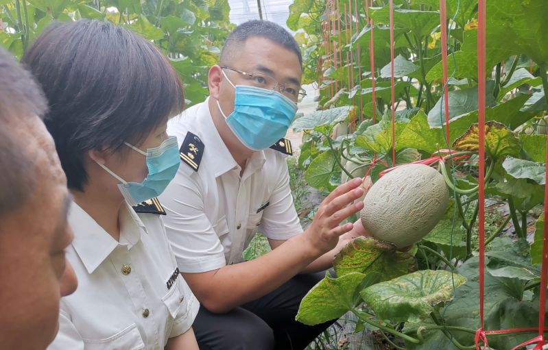 海阳网纹瓜首获出口资质（图）