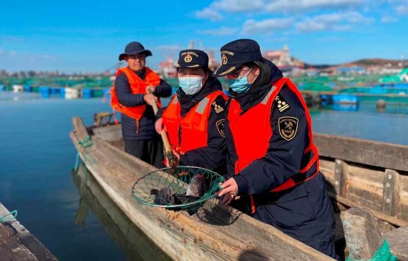 烟台河鲀“游”向海外（图）